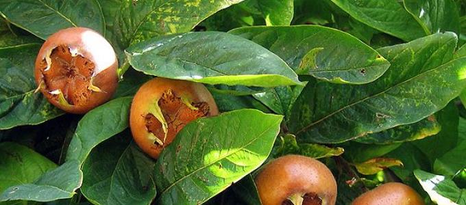 What is Caucasian medlar and where does it grow?